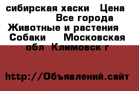 l: сибирская хаски › Цена ­ 10 000 - Все города Животные и растения » Собаки   . Московская обл.,Климовск г.